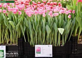 Tulipa Voque ® (1)